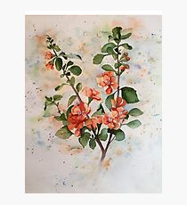 Scarlet Quince Photographic Print