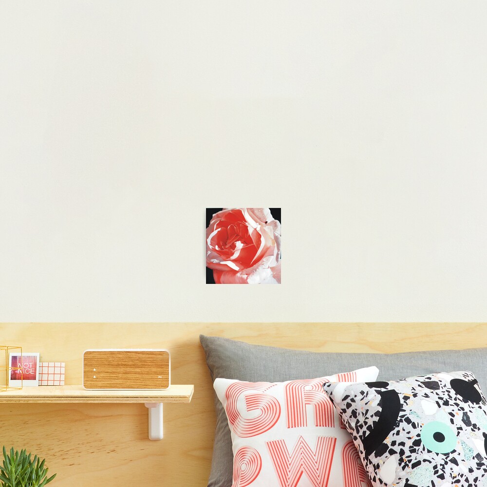 Cathy's Rose Photographic Print