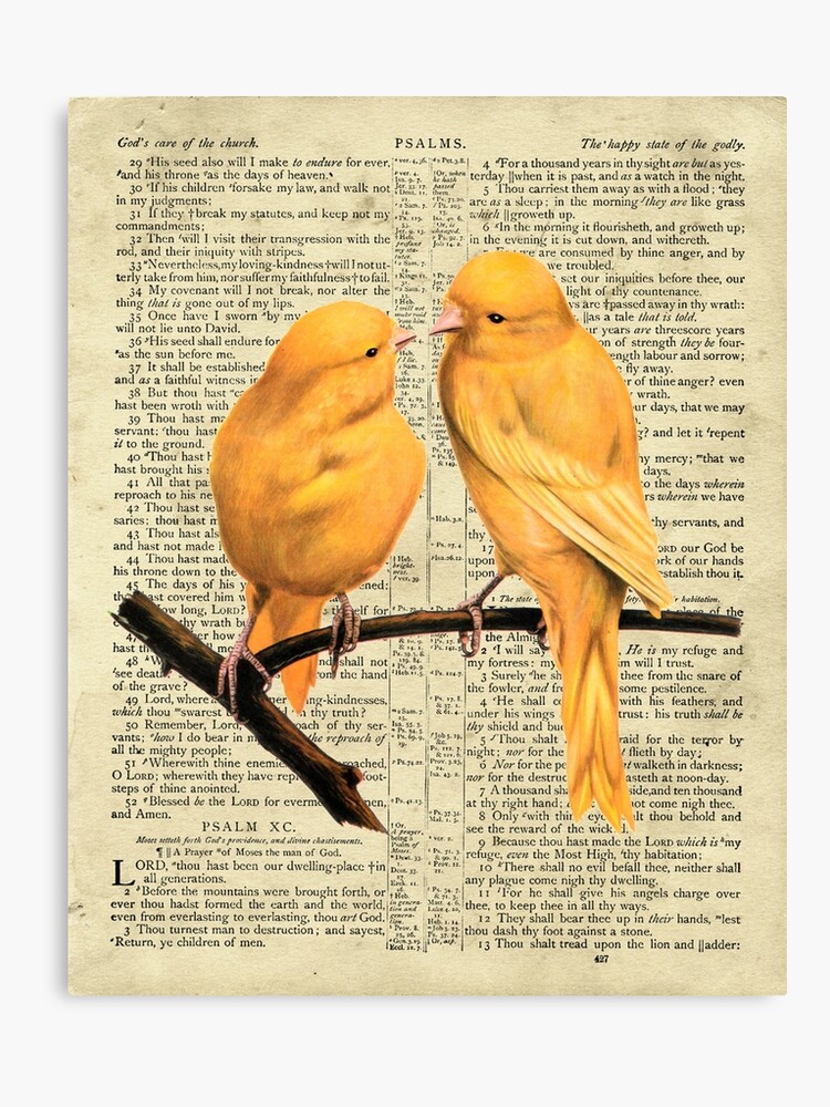 Yellow Canary Facts Pet Care Behavior Diet Price Pictures