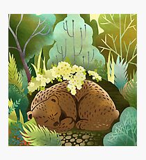 Bear Nest Photographic Print