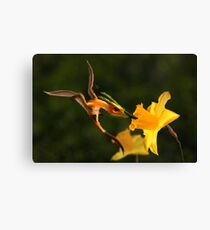 Welsh Dragon and Daffodils Canvas Print