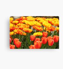 Color Galore Canvas Print