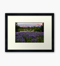 Field of Lupine and the Tetons Framed Print
