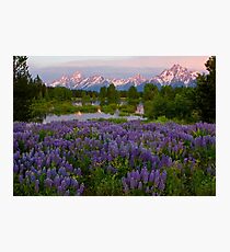 Field of Lupine and the Tetons Photographic Print