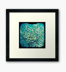 Cherry blossom 3 Framed Print