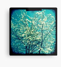 Cherry blossom 3 Metal Print