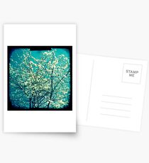 Cherry blossom 3 Postcards