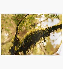 Moss covered branch Poster