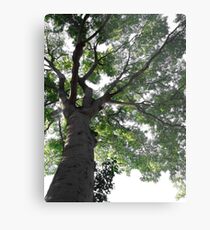 Tree Metal Print