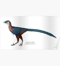 Póster Sinovenator changii