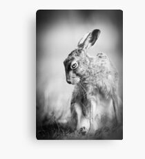 Dark Hare Metal Print