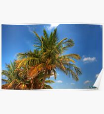Coconut Trees Poster