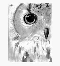 Owl Photographic Print