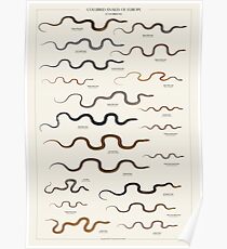 Colubrid Snakes of Europe Poster