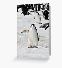 Chinstrap Penguin ~ "Traffic Cop on Point Duty" Greeting Card