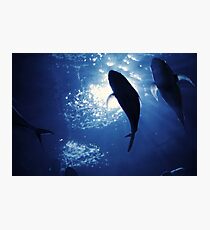 Geschenkidee fuer Taucher Photographic Print