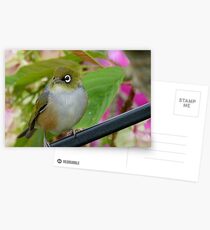 Perfection - Harmony With Nature - Silver-eye - NZ Postcards