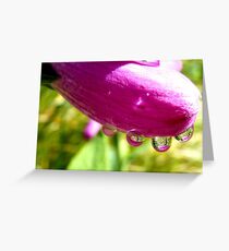 Natures Tiny Worlds! - Foxglove - NZ Greeting Card