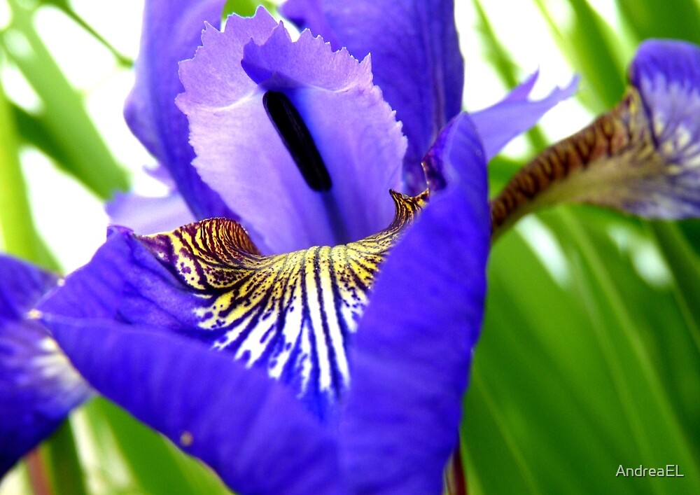 "The Road To Bliss - Iris Flower - NZ" by AndreaEL  Redbubble