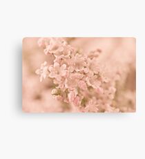 Valarian Blossoms Macro Canvas Print