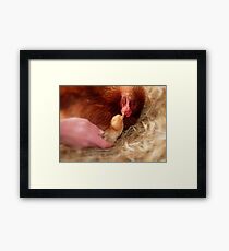 Legal Adoption! - Chickens - NZ Framed Print