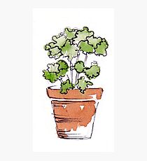 Herbs in pots - Parsley Photographic Print