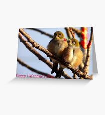 Happy Valentine's Day - Silvereye - NZ Greeting Card