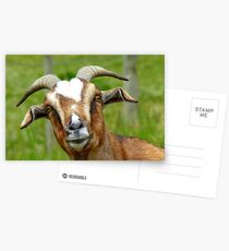Nanny Reporting For Duty! - Goat - NZ Postcards