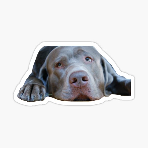 Silver Lab Gifts & Merchandise Redbubble