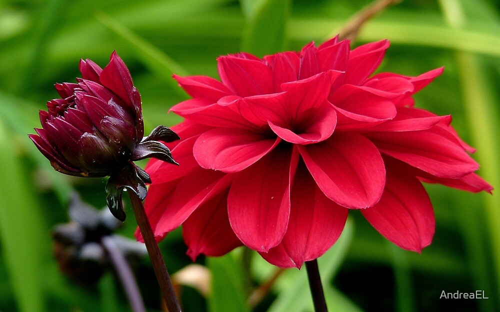 national-flower-of-mexico-red-dahlia-nz-by-andreael-redbubble