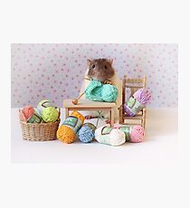 Snoozy wanted to knit ! Photographic Print