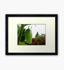 Go For Gold! - Morphed Chrysalis Monarch - NZ Framed Print