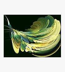 Quill Photographic Print