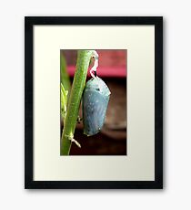 Caterpillar To Wings! - Monarch Chrysalis Pupae - NZ Framed Print