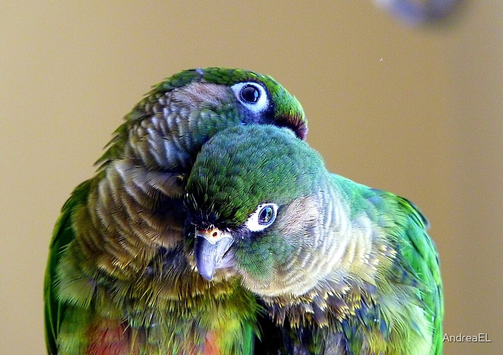 "Cuddles - Maroon-bellied Conure - NZ" by AndreaEL | Redbubble