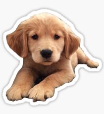 Golden Retriever Puppy Sticker