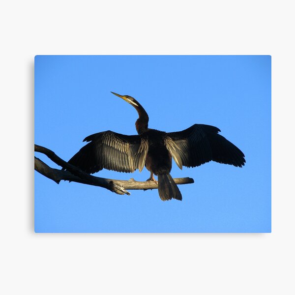 Morning Warm Up Canvas Print