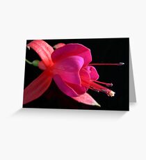 Fuchsia X Greeting Card