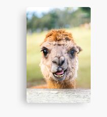 Funny Alpaca Metal Print