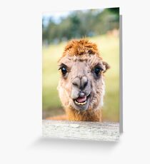 Funny Alpaca Greeting Card