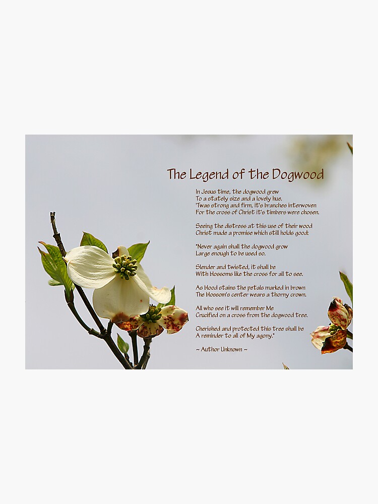 Legend Of The Dogwood Photographic Print - 