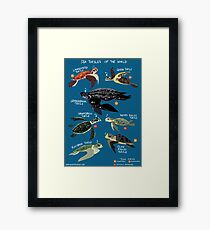 Sea Turtles of the World Framed Print