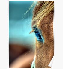 Horse Eye Poster