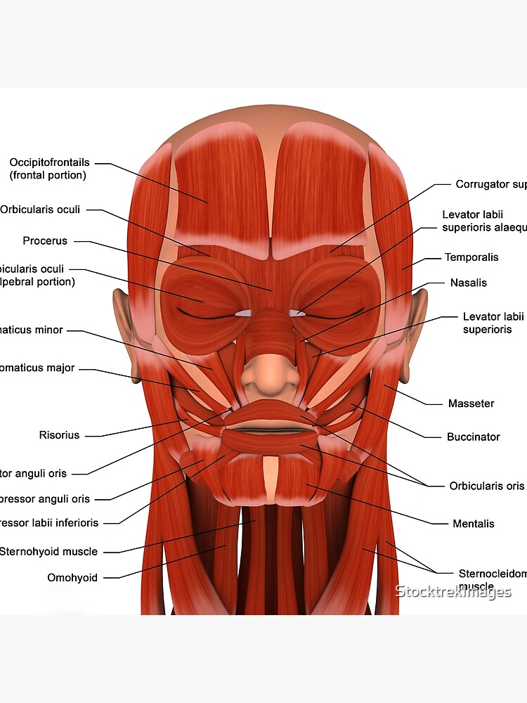 "Facial muscles of the human head (with labels)." Throw Pillow by
