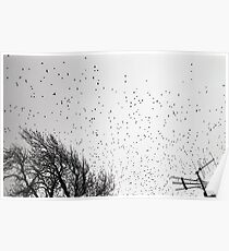 Starlings in B&W Poster