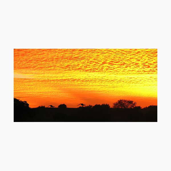 Roo'd Awakening 3 Photographic Print