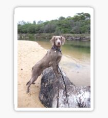 Willow Sticker