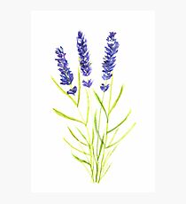 Lavender Photographic Print