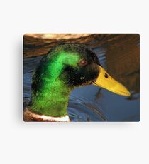 Green with envy Canvas Print