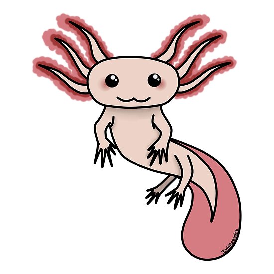 "Chibi Axolotl" Poster by rainbowcho | Redbubble